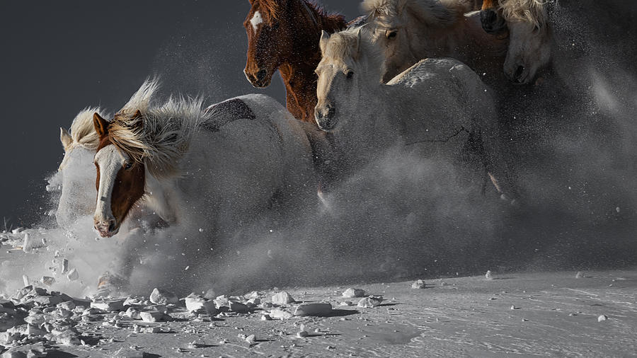 The Lead Horse Photograph by Chuanxu Ren Fine Art America