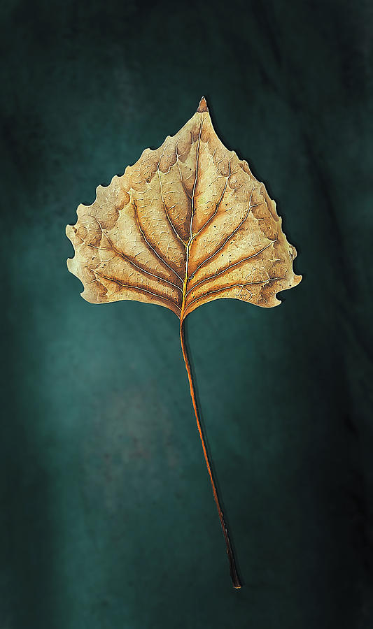 The Leaf Photograph by Deon Grandon