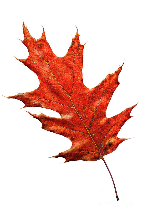 Fall Photograph - The leaf of a Red Oak, in full fall colour. by Lionel Everett