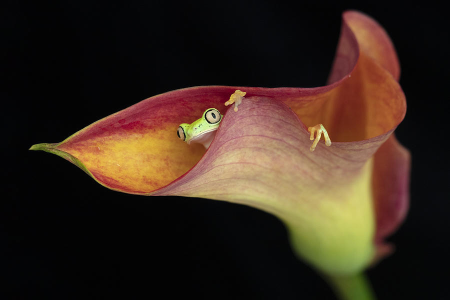 Animal Photograph - The Lemur Tree Frog And Calla Lily by Linda D Lester