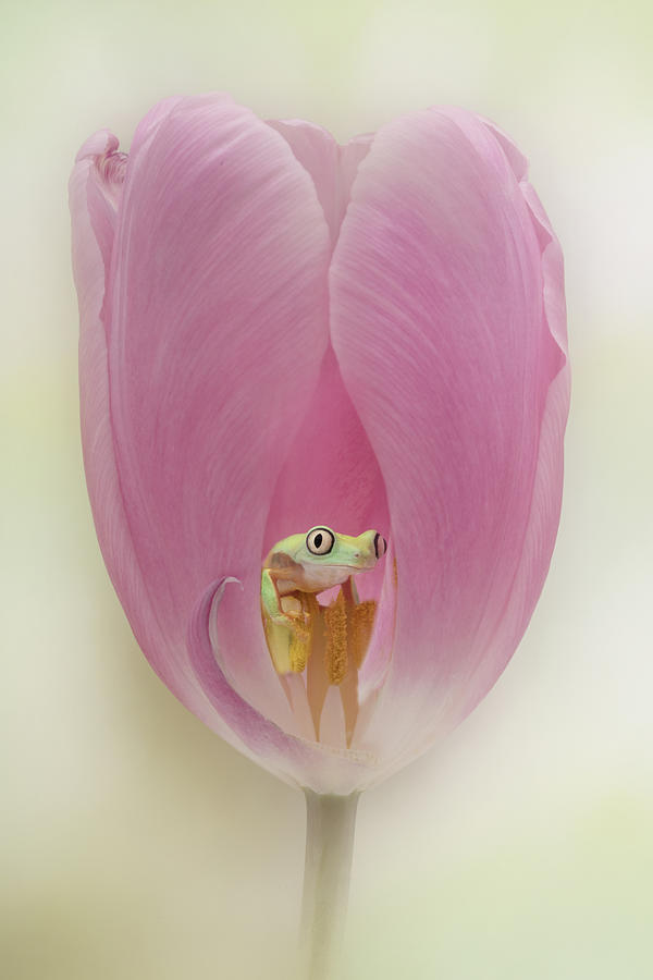 Animal Photograph - The Lemur Tree Frog And The Pink Tulip by Linda D Lester