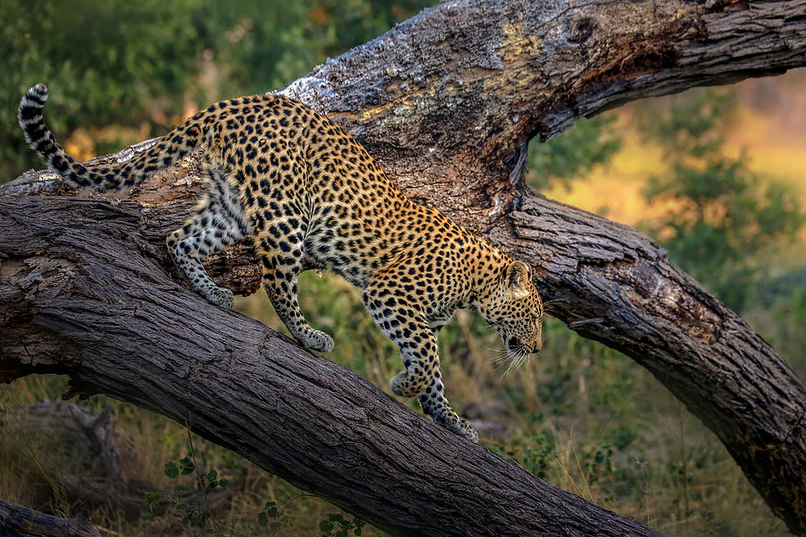 Wildlife Photograph - The Leopard At Dusk by Raymond Ren Rong Liu