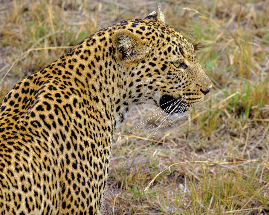 Leopard Photograph - The Leopard by Matthew Reed