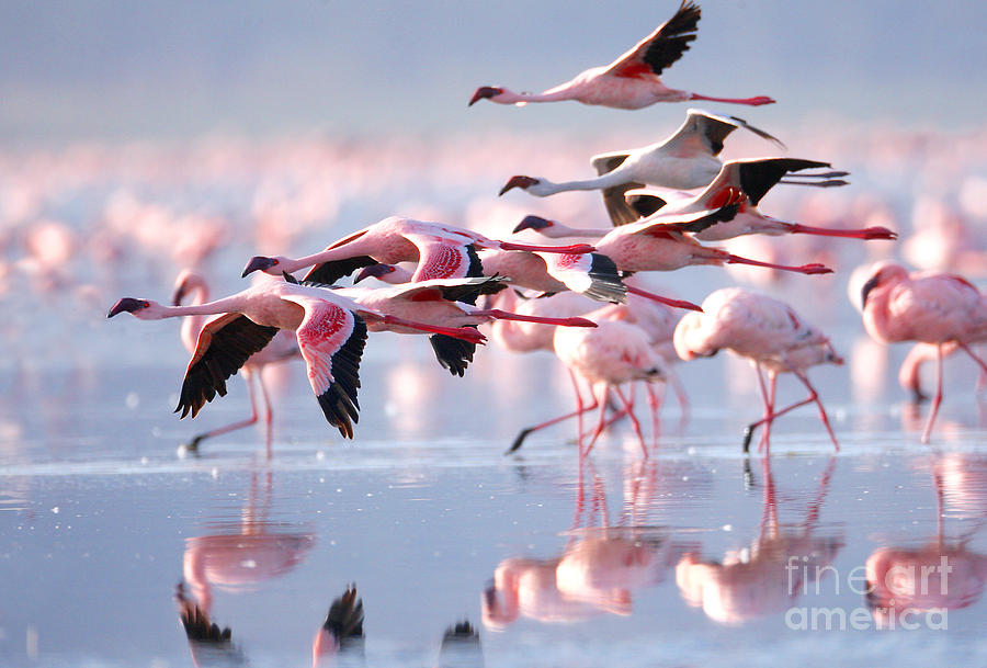 The Lesser Flamingo Which Is The Main Photograph by Worldclassphoto ...