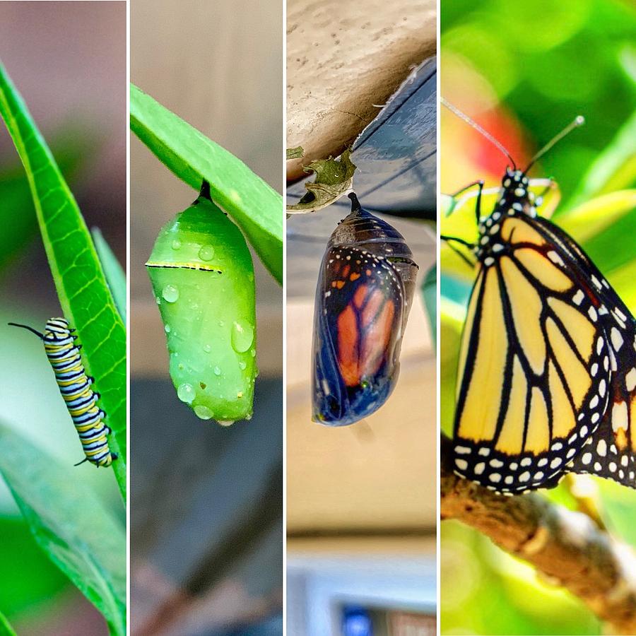 The Life Cycle of a Monarch Photograph by Gio Celona | Fine Art America