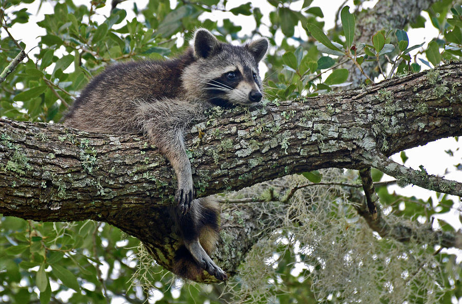 The Life of a Raccoon Photograph by Bruce Gourley