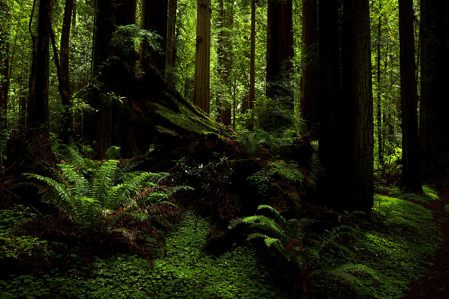 The Light in the Forest 3 by TL Mair The Light in the Forest 3 by TL Mair