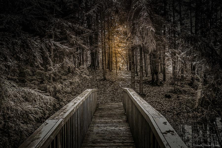 The Light in the Woods by Michaela Preston The Light in the Woods by Michaela Preston