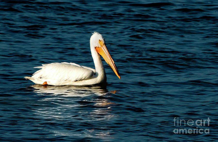 The Light Reflection of Pelican on Water Photograph by Sandra Js