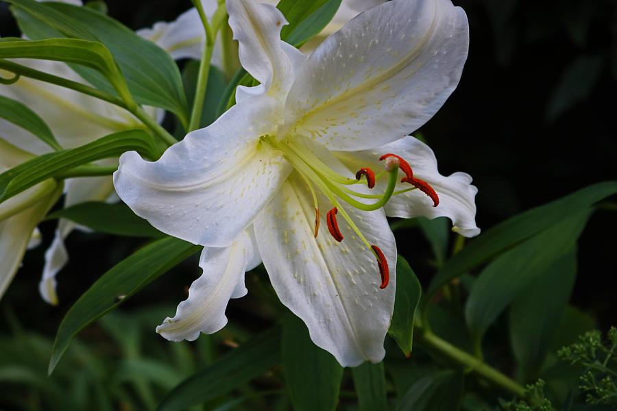 The Lily Lingers Photograph by Michiale Schneider