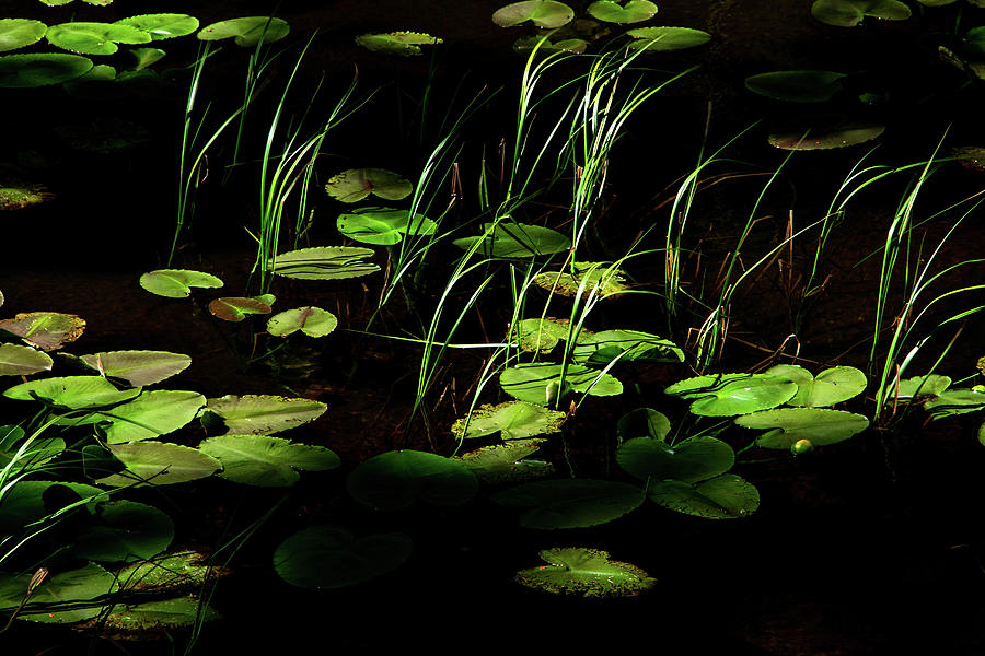 The Lily Pads Photograph by Marcy Wielfaert