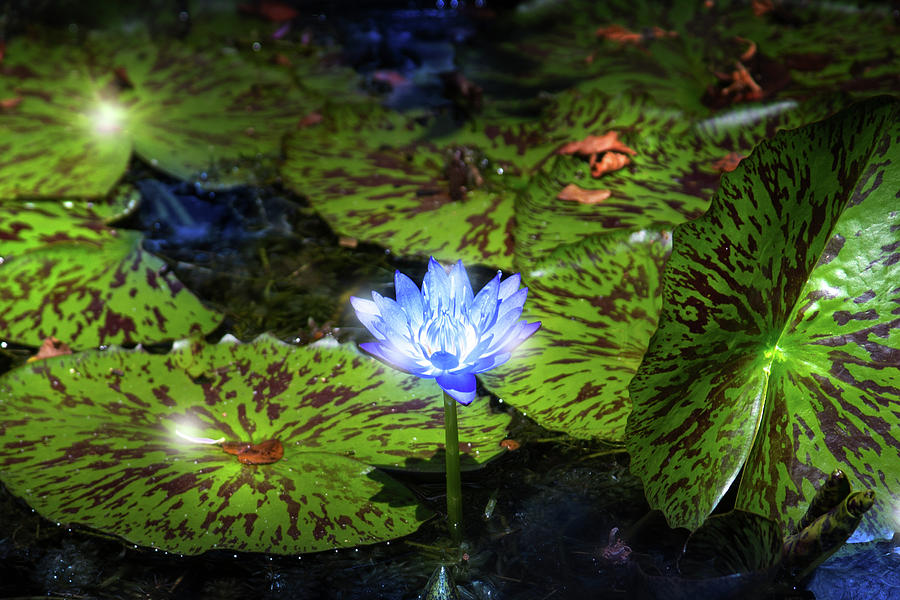 The Lily Pond Photograph by Mark Andrew Thomas The Lily Pond Photograph by Mark Andrew Thomas