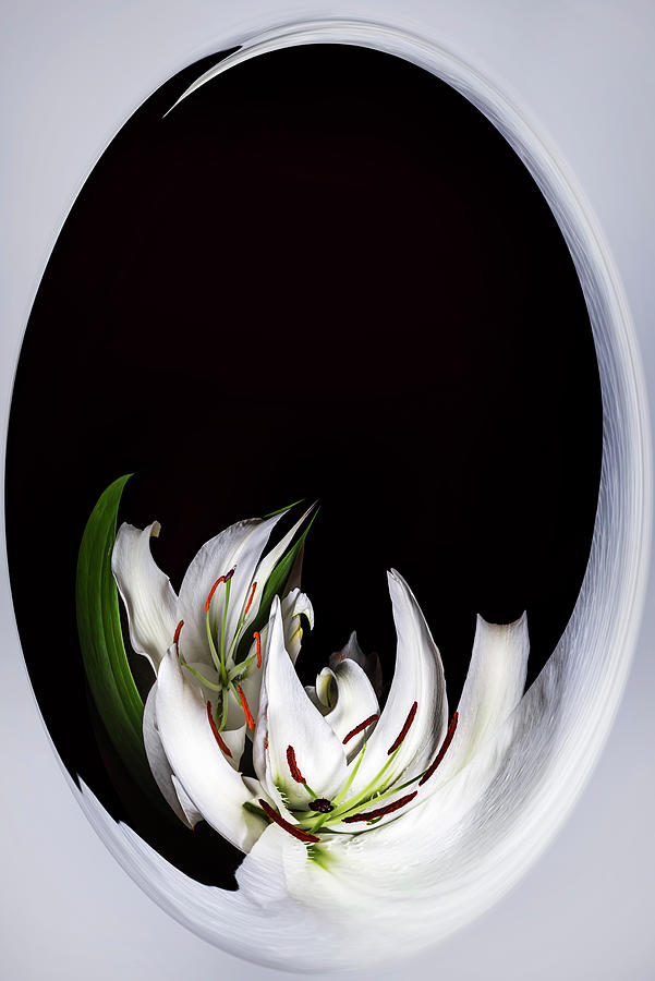 The Lily Whiirlpool by Cyndy Doty The Lily Whiirlpool by Cyndy Doty