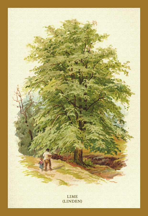 The Lime (Linden) Painting by W.H.J. Boot