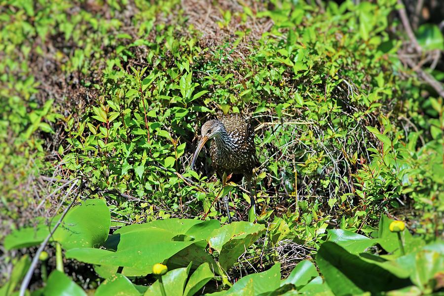The Limpkin II Photograph by Michiale Schneider
