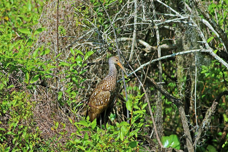 The Limpkin Photograph by Michiale Schneider