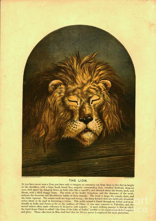 The Lion Creator C Sheeres Drawing by Print Collector