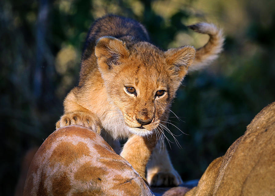 The Lion Cub Photograph by Raymond Ren Rong Liu - Fine Art America