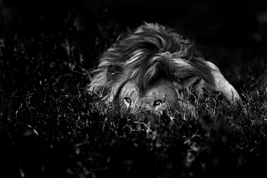 Lion Photograph - The Lion by Giuseppe Damico