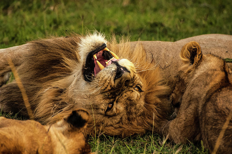 The Lion Growls Photograph by Peggy Blackwell