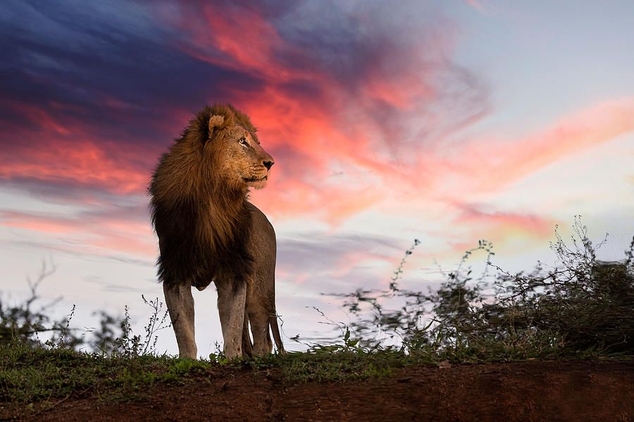 The Lion King Photograph by Amnon Eichelberg