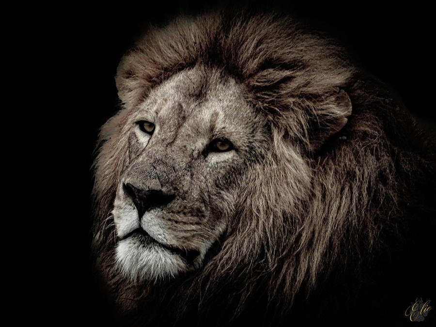 THE LION KING by Elie Wolf THE LION KING by Elie Wolf