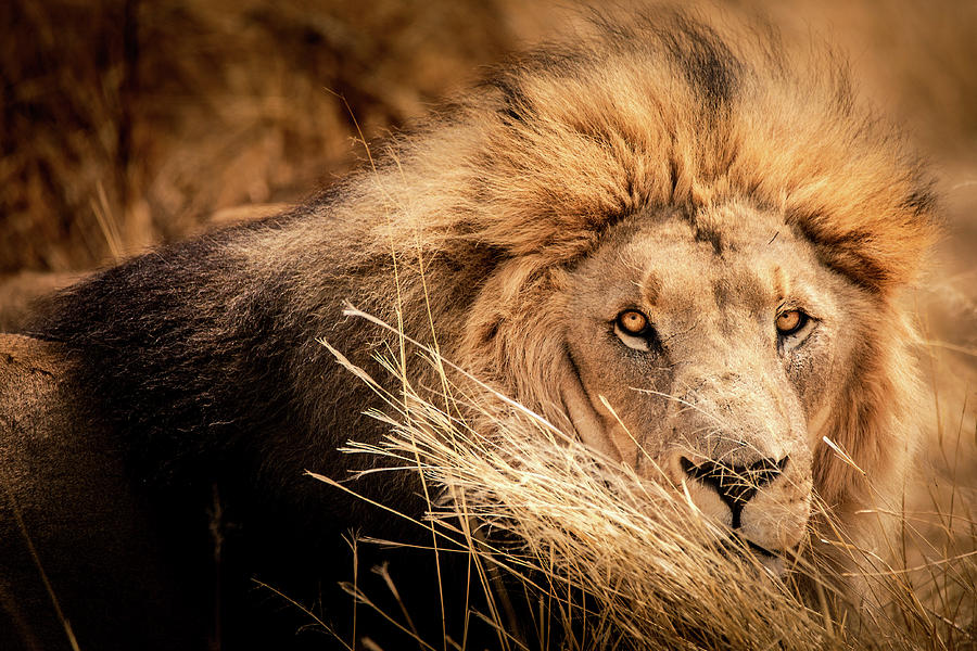 The Lion King Photograph by Francesco Riccardo Iacomino