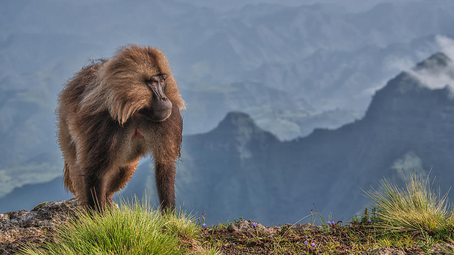 The Lion Monkey Photograph by Luigi Ruoppolo