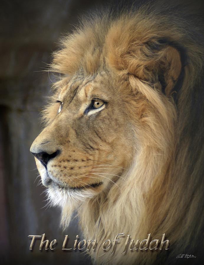 The Lion Of Judah Photograph by Bill Stephens