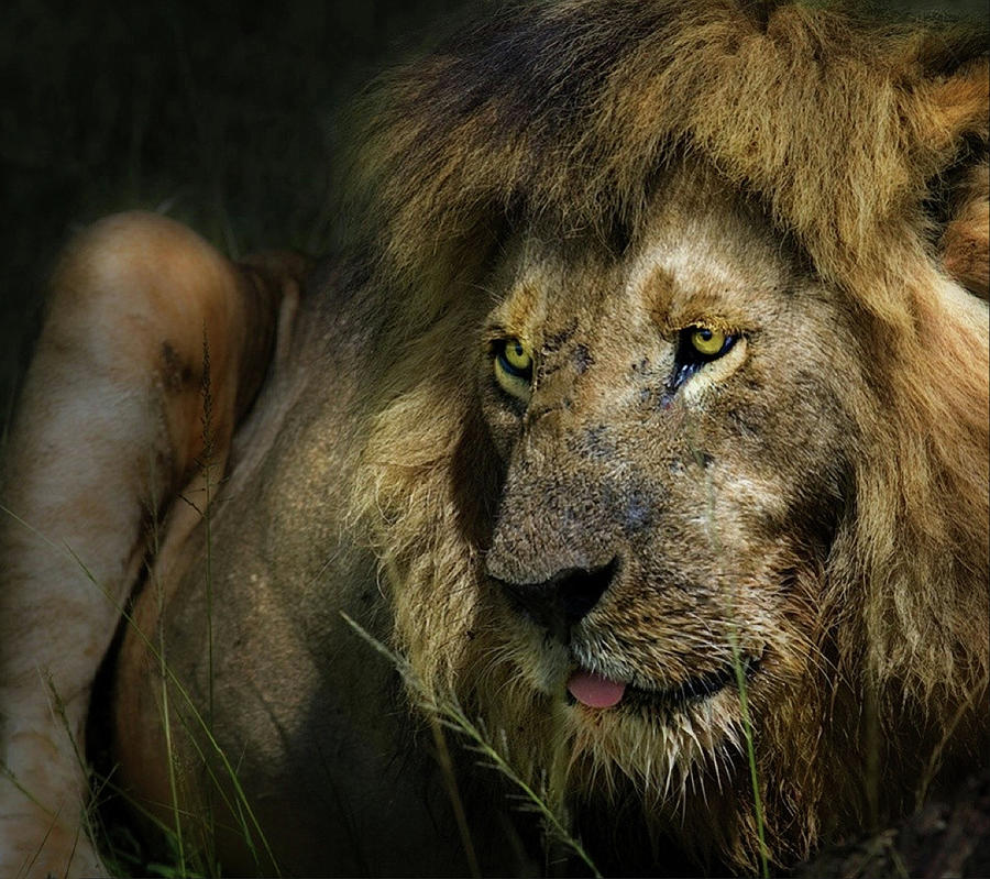 The Lion Photograph by Piet Flour