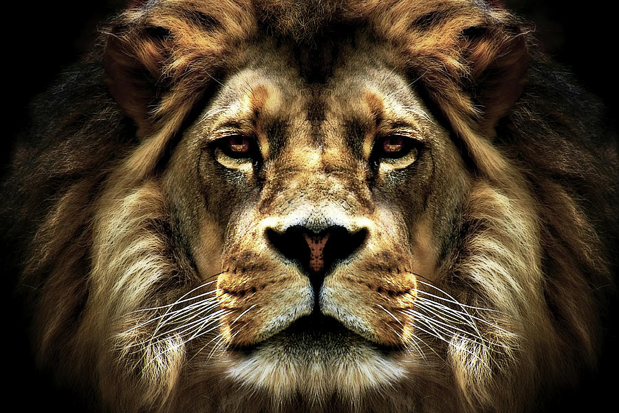 The Lion Photograph by Sd Smart - Pixels