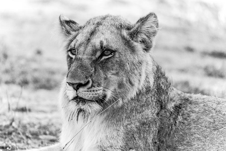 The Lion - Wildlife II Photograph by Regine Richter