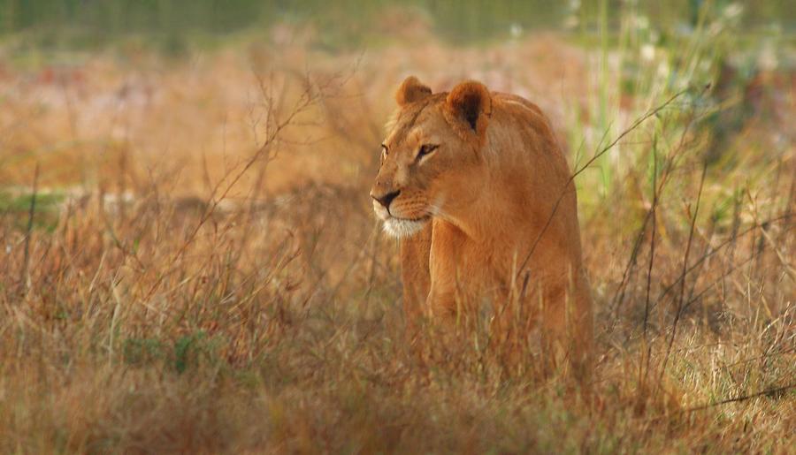 The Lion Photograph by Zahoor Salmi