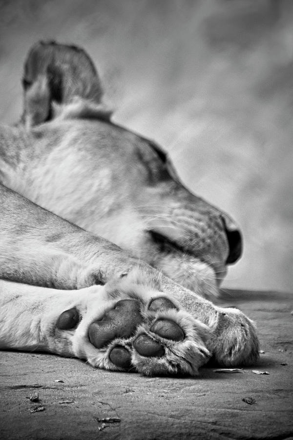 Lions Paw Photograph - The Lions Paw by Sd Smart