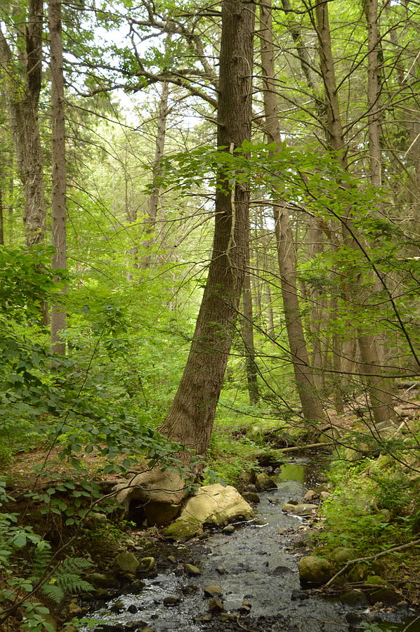 The Little Brook Photograph by Deborah Hochhauser - Fine Art America