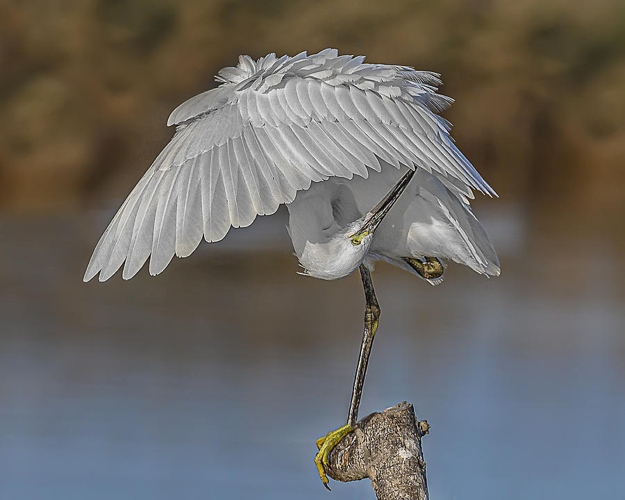 The Little Egret Bird Beautify Photograph by Dr. Eman Elghazzawy