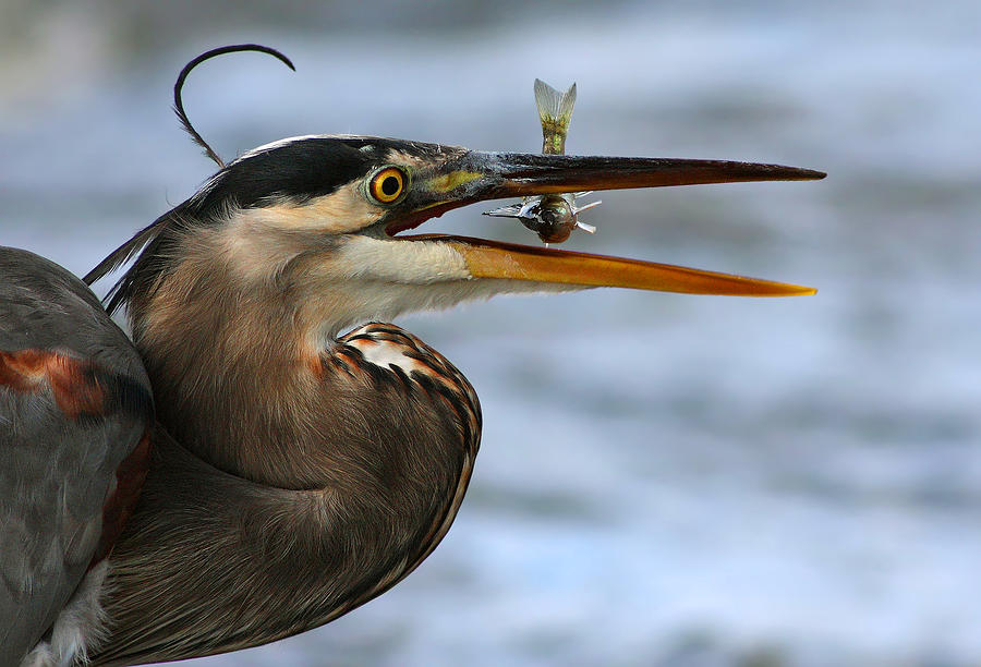Heron Photograph - The Little Fish by Mircea Costina
