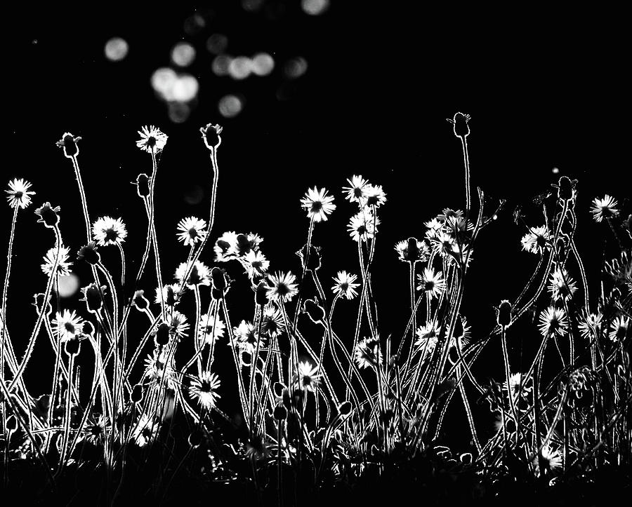 Black And White Photograph - The Little Flowers by Kahar Lagaa