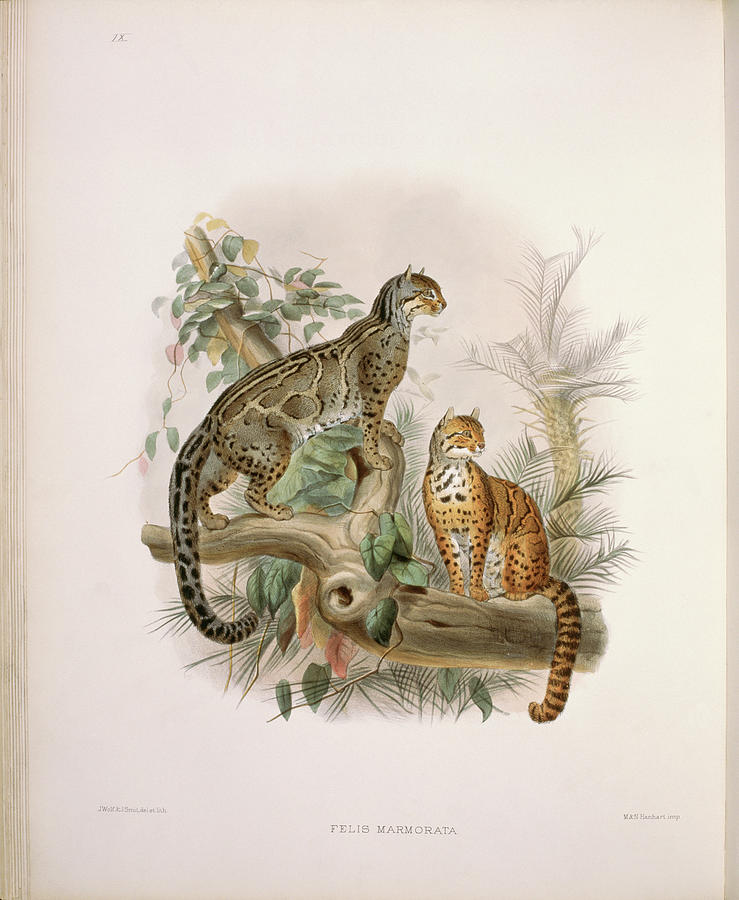 The Little Marbled Tiger (felis Painting by Academy Of Natural Sciences ...