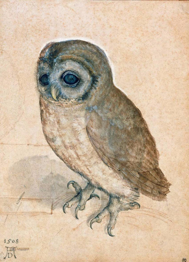 Owl Drawing - The Little Owl 1508 by Restored Vintage Shop