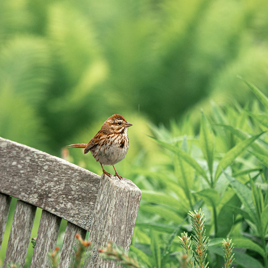 The Little Sparrow by Caroline Jensen The Little Sparrow by Caroline Jensen