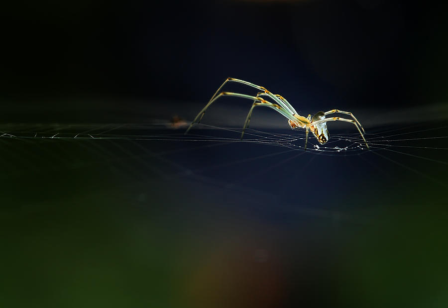 The Little Spider Photograph by Abdul Gapur Dayak
