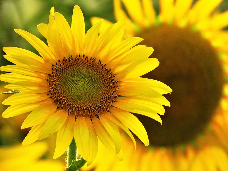 The Little Sunflower  Photograph by Lori Frisch