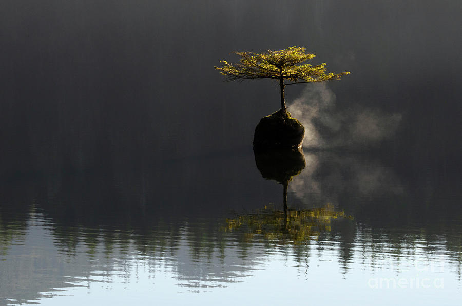 The Little Tree Fairy Lake 2 Photograph by Bob Christopher