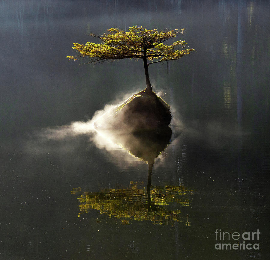 The Little Tree On Fairy Lake 4 Photograph by Bob Christopher