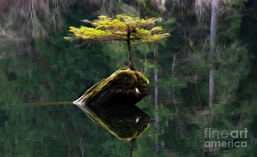The Little Tree On Fairy Lake 5 Photograph by Bob Christopher
