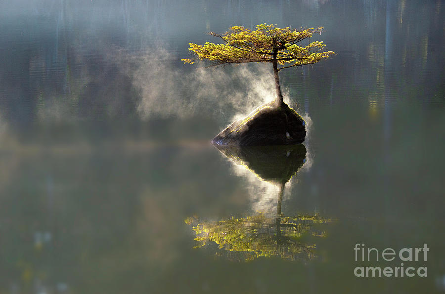 The Little Tree On Fairy Lake Photograph by Bob Christopher