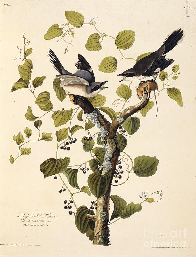 The Loggerhead Shrike From The Birds Drawing by Heritage Images