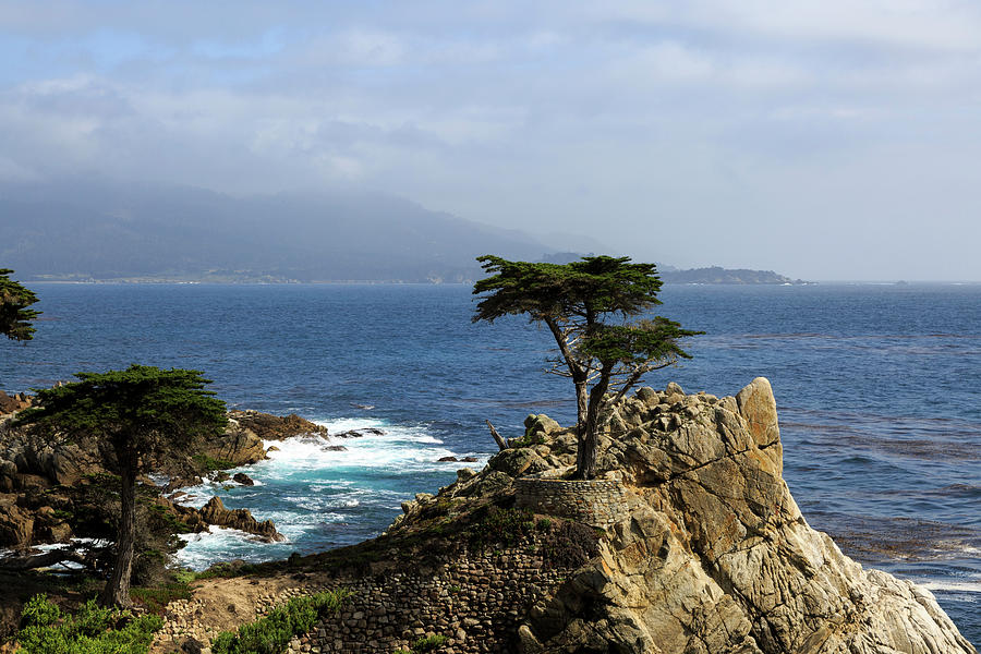 The Lone Cypress, Monterey, California Photograph by Nicola Lederer ...