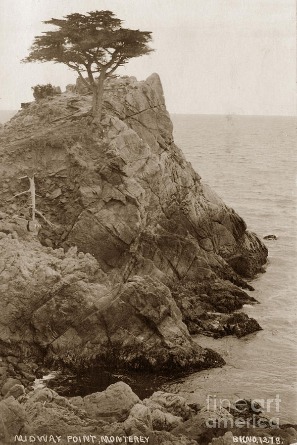 Tree Photograph - The Lone Cypress Tree on Midway Point circa 1920 by Monterey County Historical Society